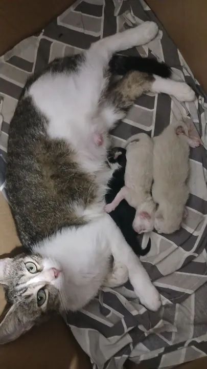 Gatos para adoção  - Foto 2