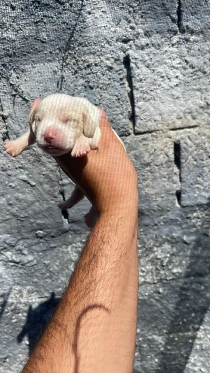 Beagles disponível - Foto 2