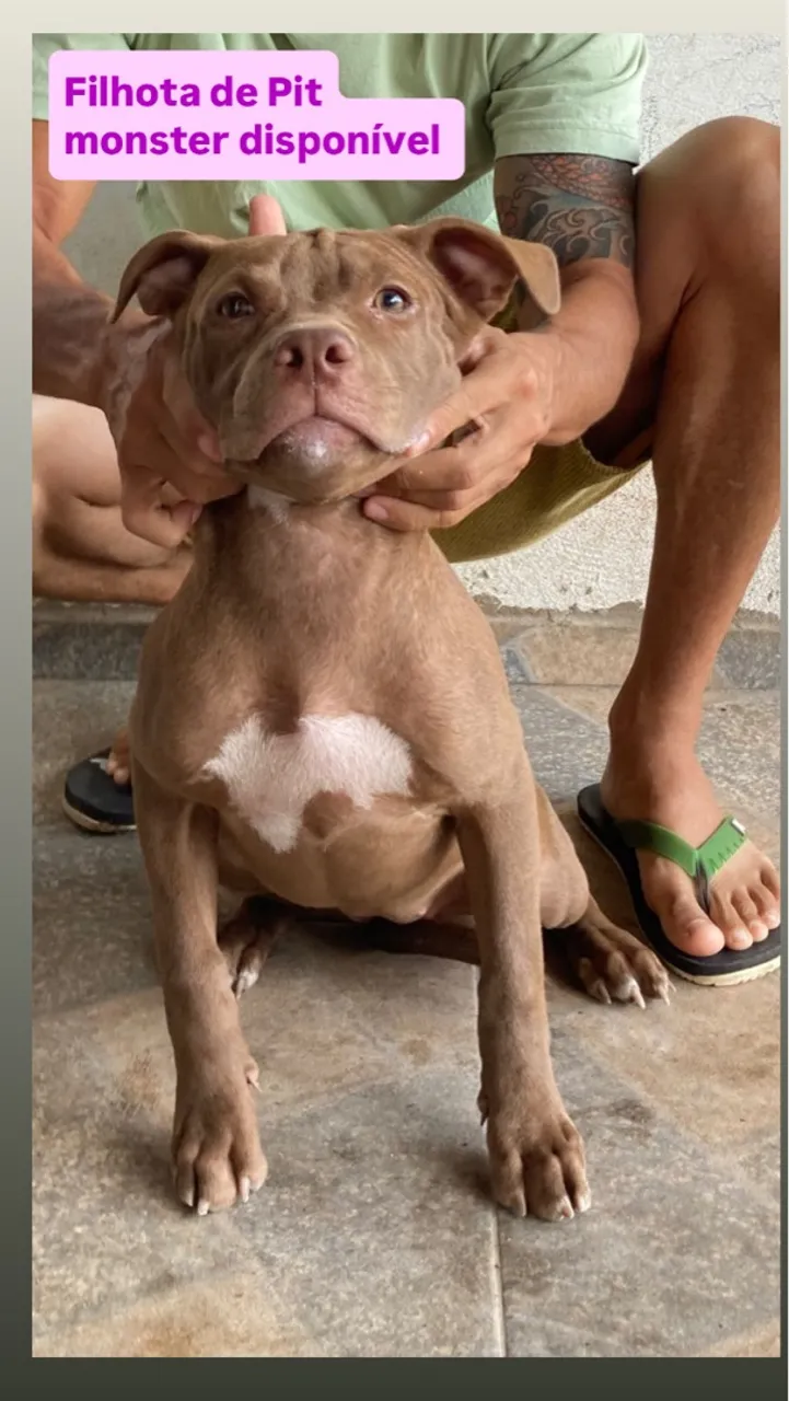 Filhota de Pit monster