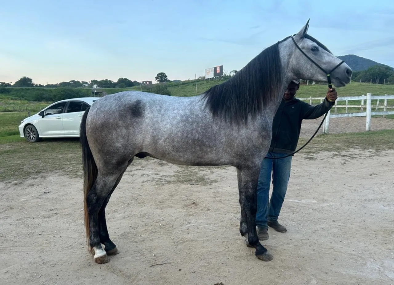 Cavalo Mangalarga Marchador