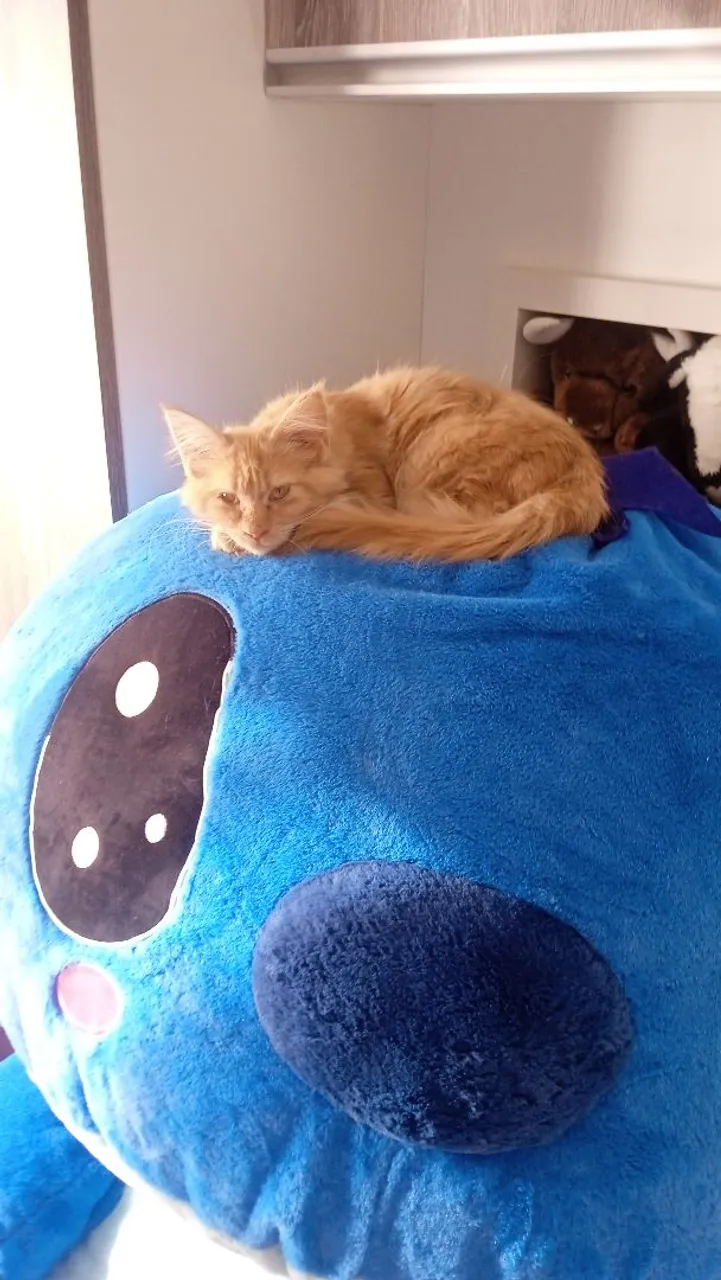 Fêmea de mainecoon 