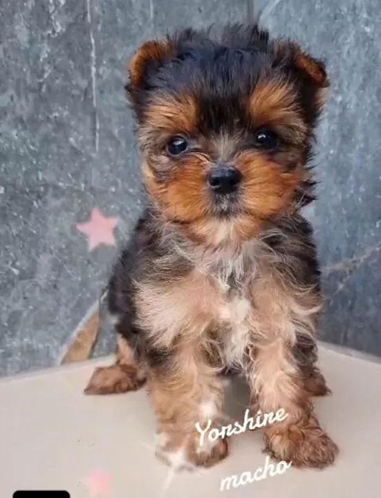 Filhotes de yorkshire  - Foto 2