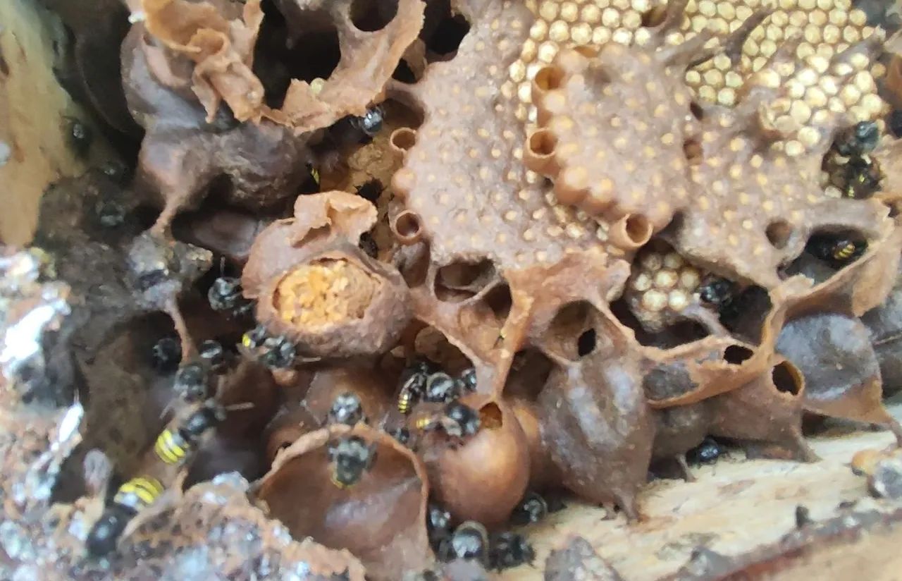  Mel de Abelha Mandaçaia  - Foto 3