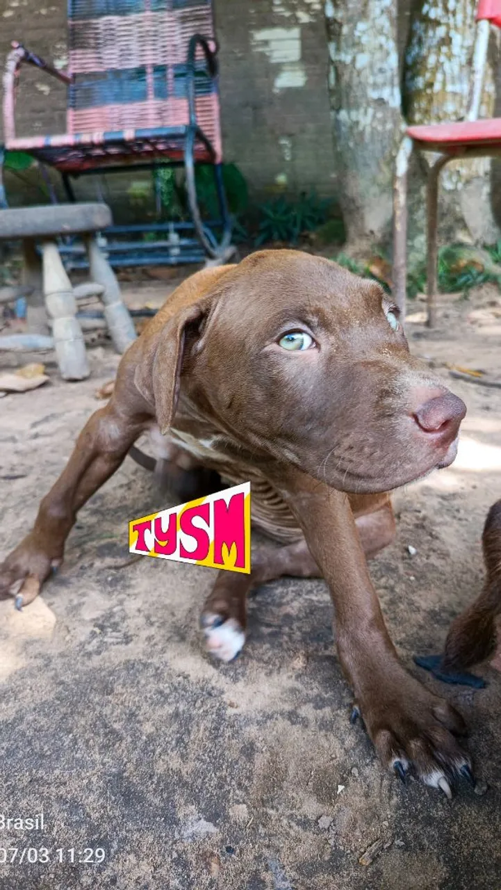 Pitbull macho 