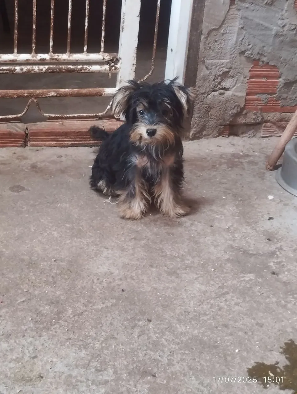 Filhote de Yorkshire Terrier 