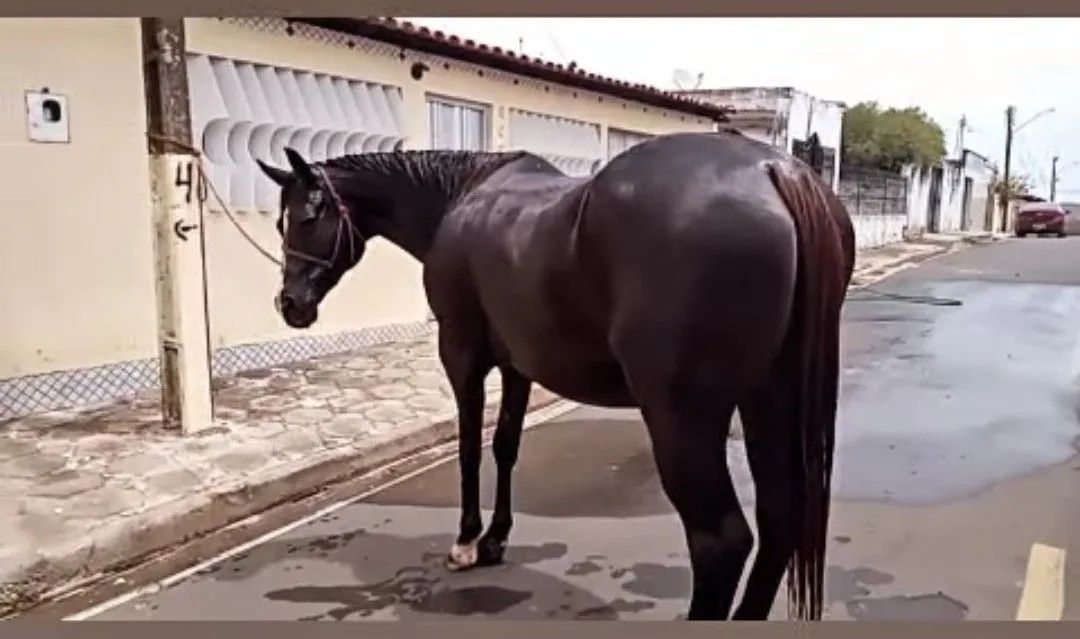 Vendo potro quarto de milha  - Foto 4