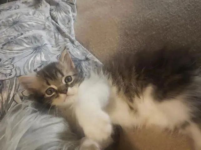 Filhote de Gato Persa Mestiço 