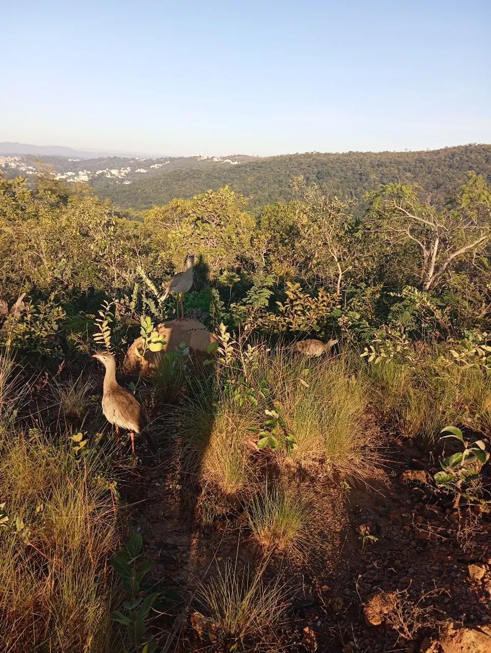 Terreno na várzea das flores  - Foto 7