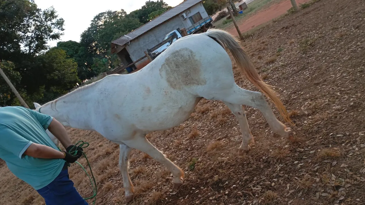 Cavalo