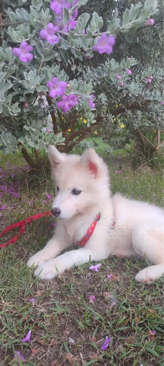Mini husky siberiano 