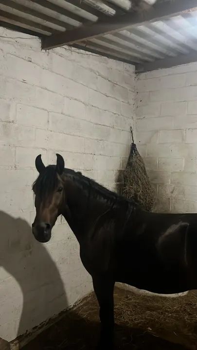 Cavalo Mangalarga Marchador castrado  - Foto 3