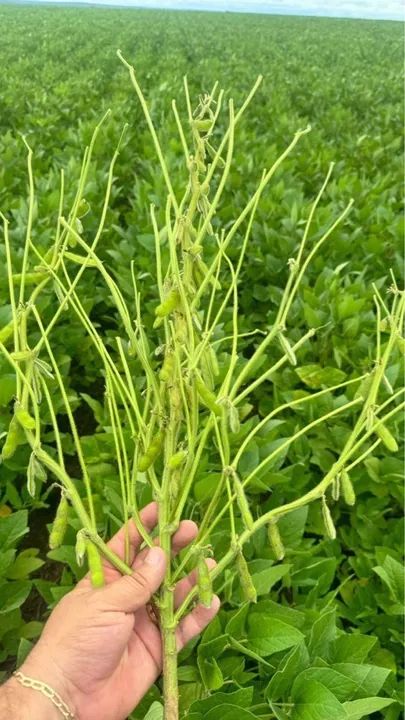 Fazenda com área verde e irrigação - Foto 5