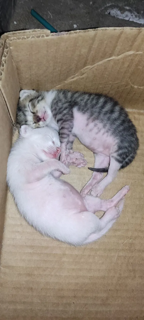 Gatinhos fofos para adoção