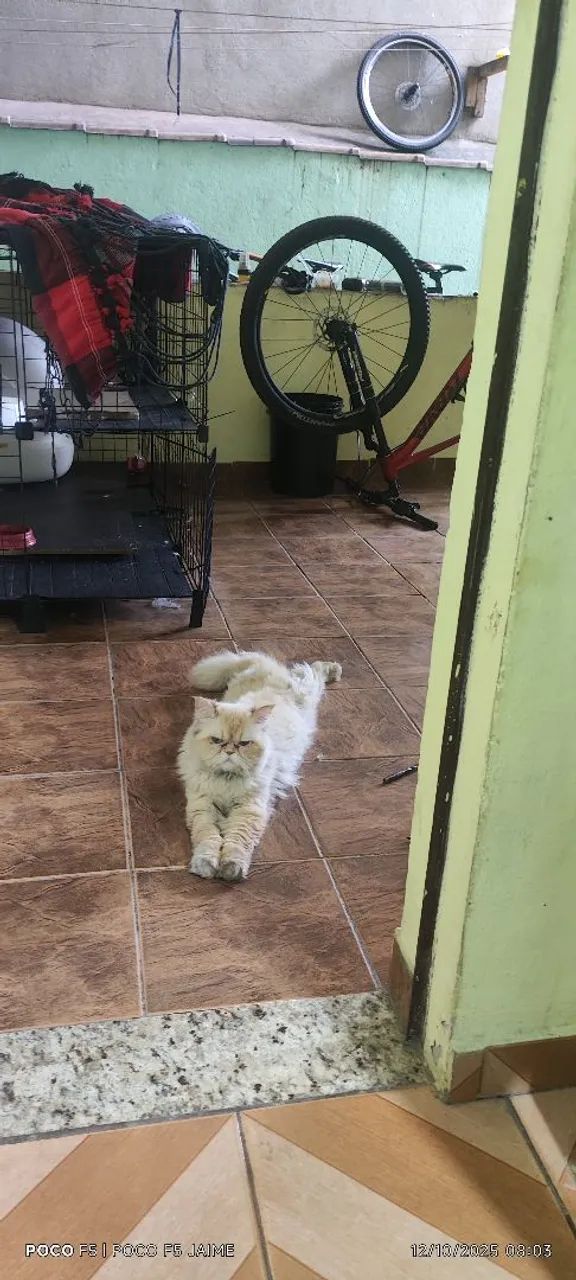 Gato persa  - Foto 6