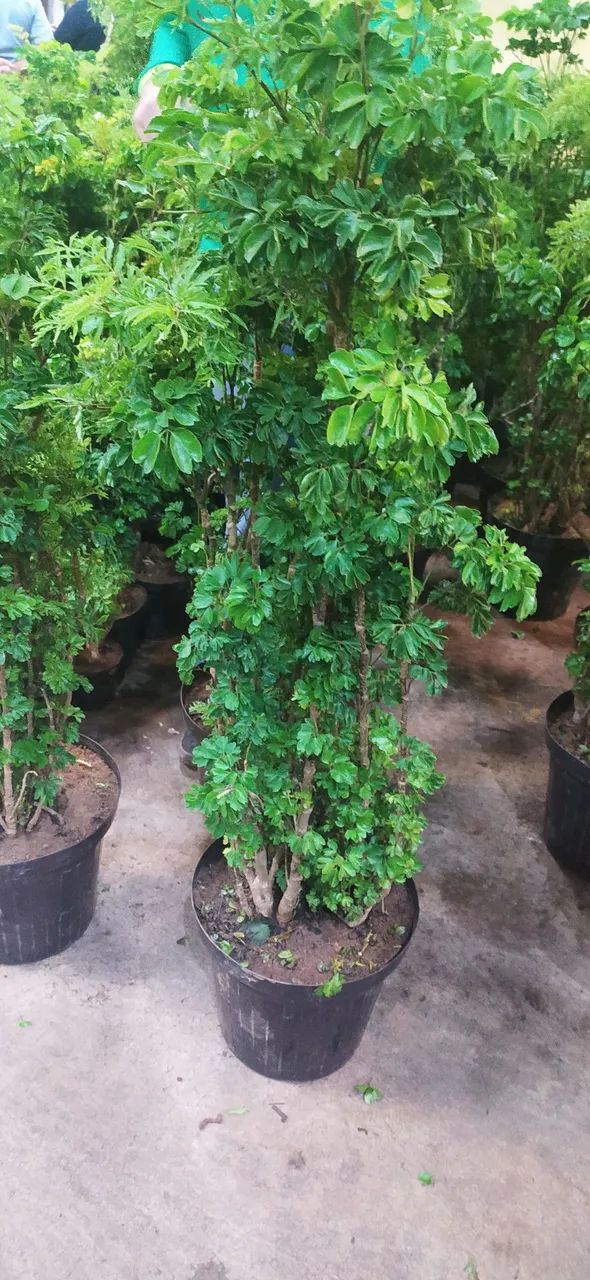 Plantas grandes e lindas com entrega a domicilio 