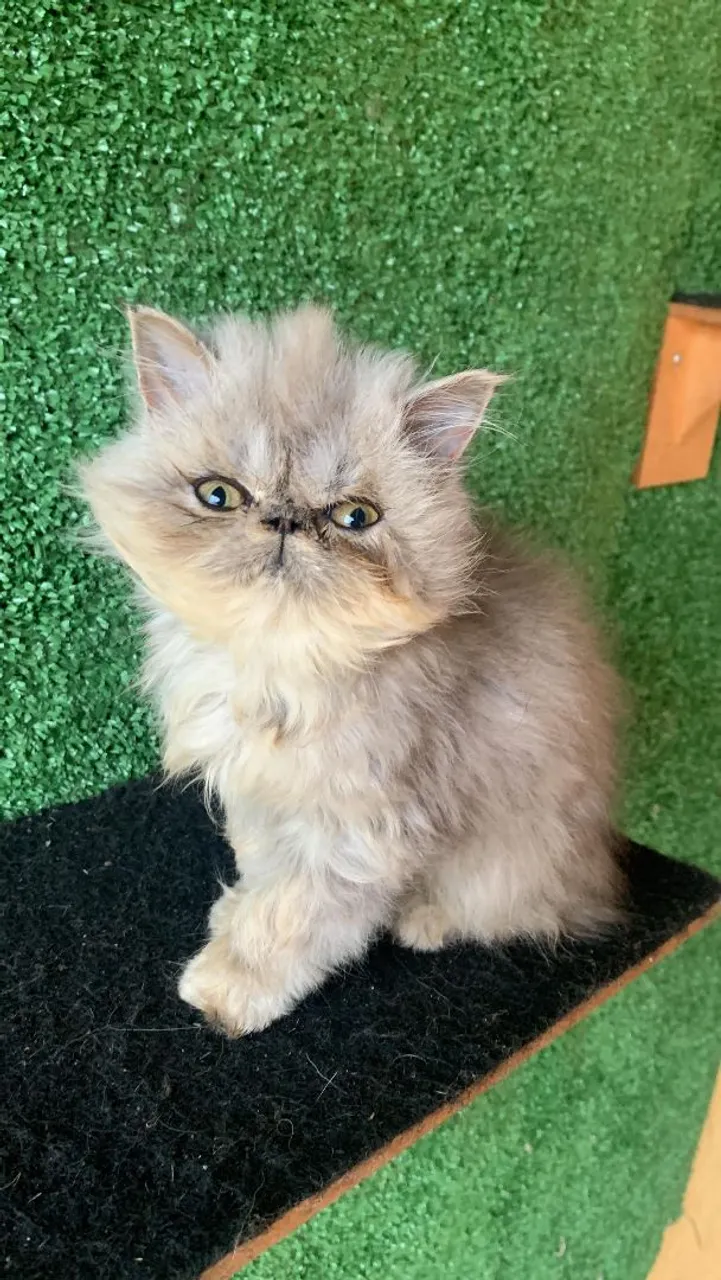 Gatinha Persa Cinza