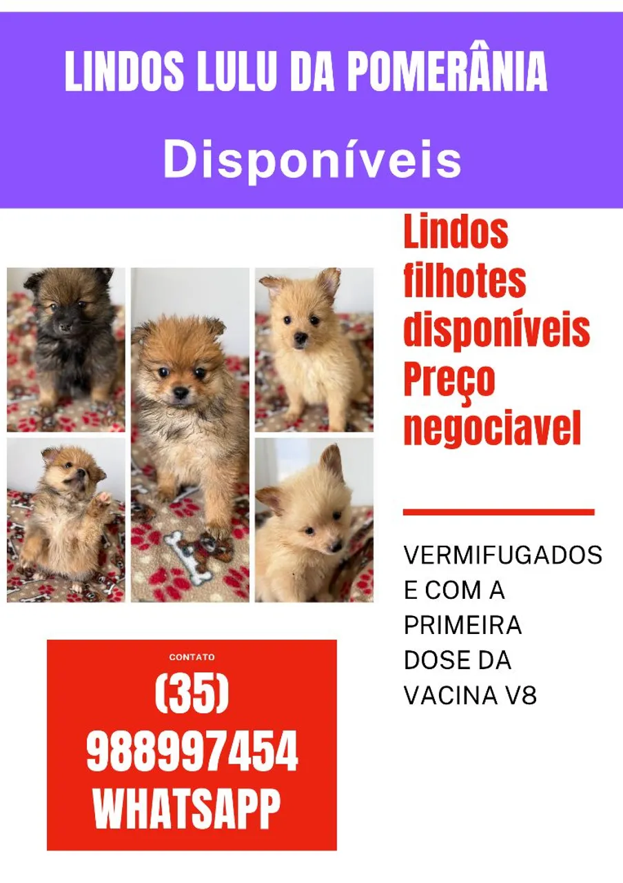 Lindos filhotes Lulu da Pomerânia disponíveis!