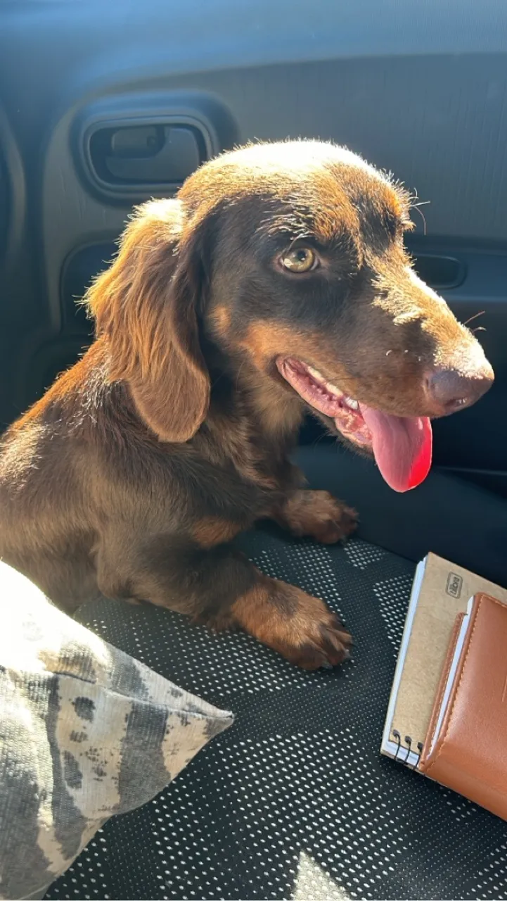Dachshund Cofap Teckel Basset 