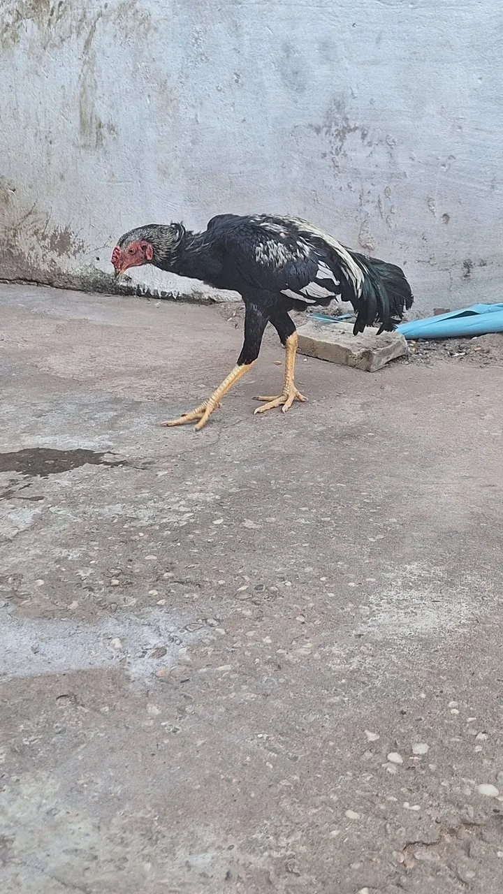 Frango tailandês vendo ou troco 