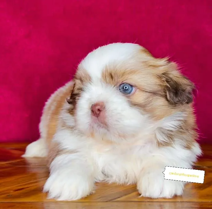 Filhote de Shih Tzu com olhos azuis, puro!