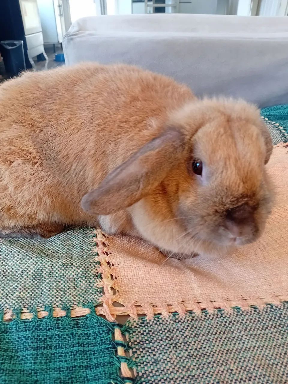 Mini lop fêmea 