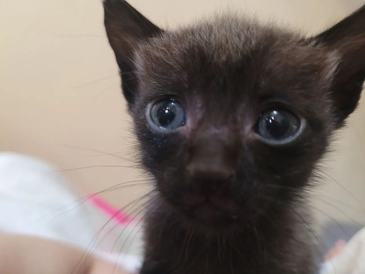 Doa-se Gatinhos pretos - Foto 3