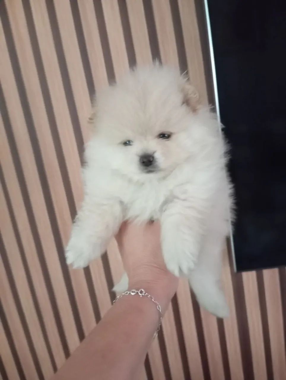 Spitz anão  - Foto 2