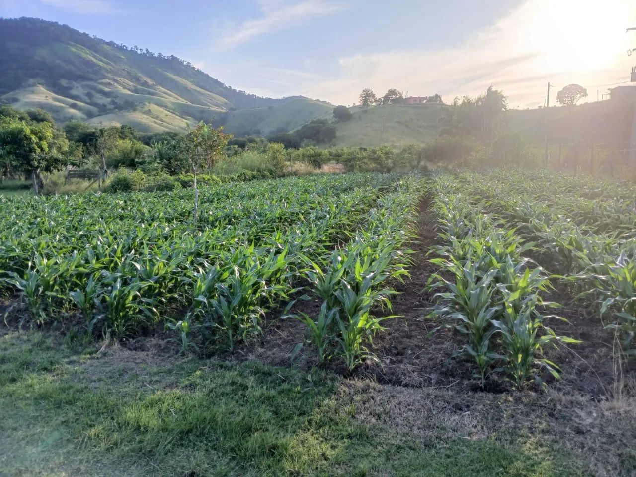 Silagem com bastante milho  - Foto 4