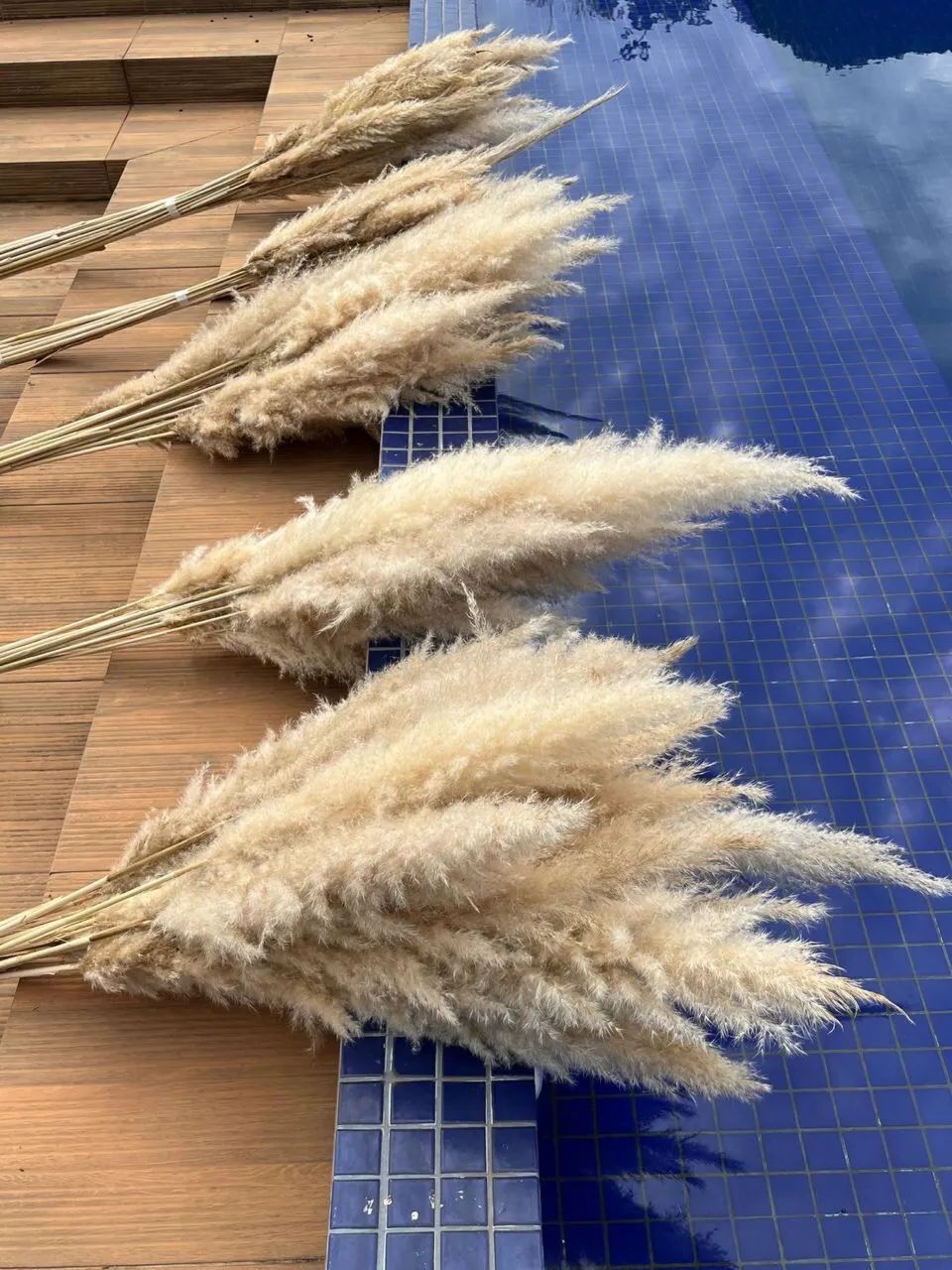 Capim dos pampas - Foto 2