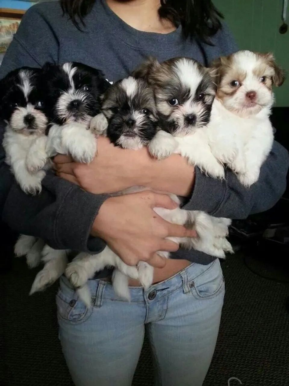 Filhotes de Shih Tzu | Lindos, inteligentes e dóceis!