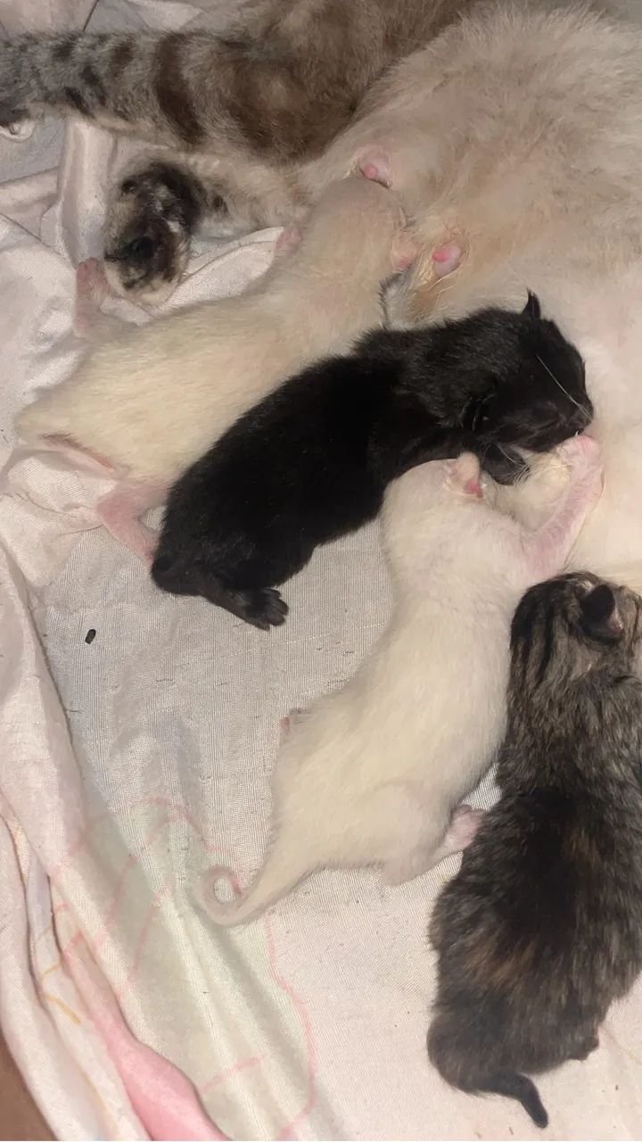 Gatos para doação  - Foto 4