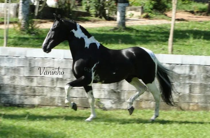 Cobertura Cavalo Pampa de Preto Homozigoto "Antares da Santa Esmeralda"
