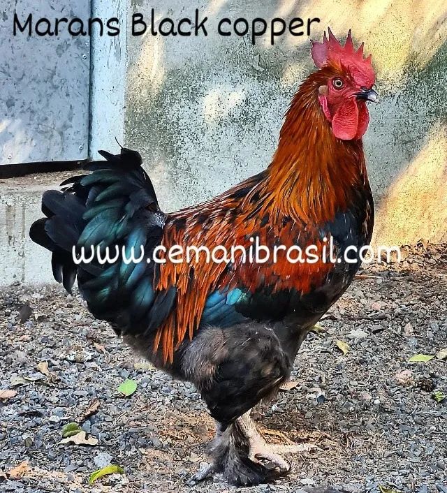 Marans Black Copper Ovos Férteis - valor da Duzia de ovos - Foto 6