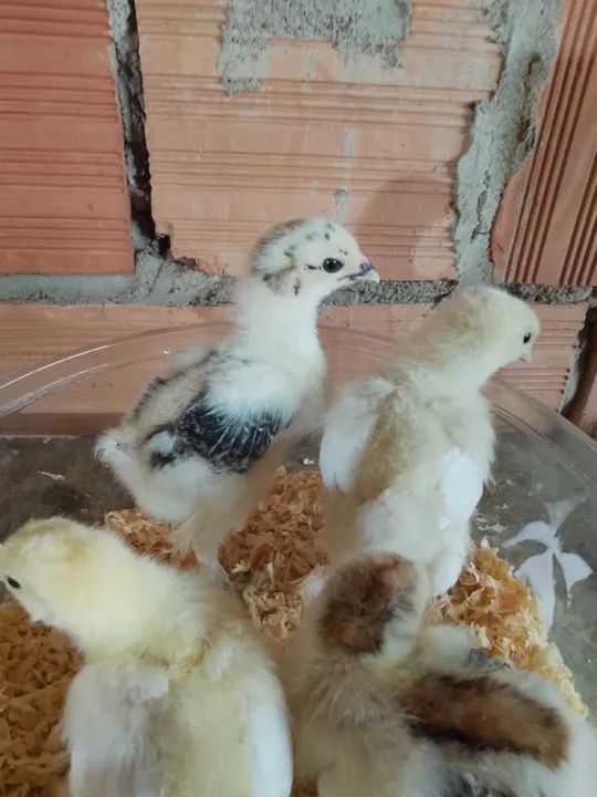 Ovos galados, frango e franga brhama  - Foto 4