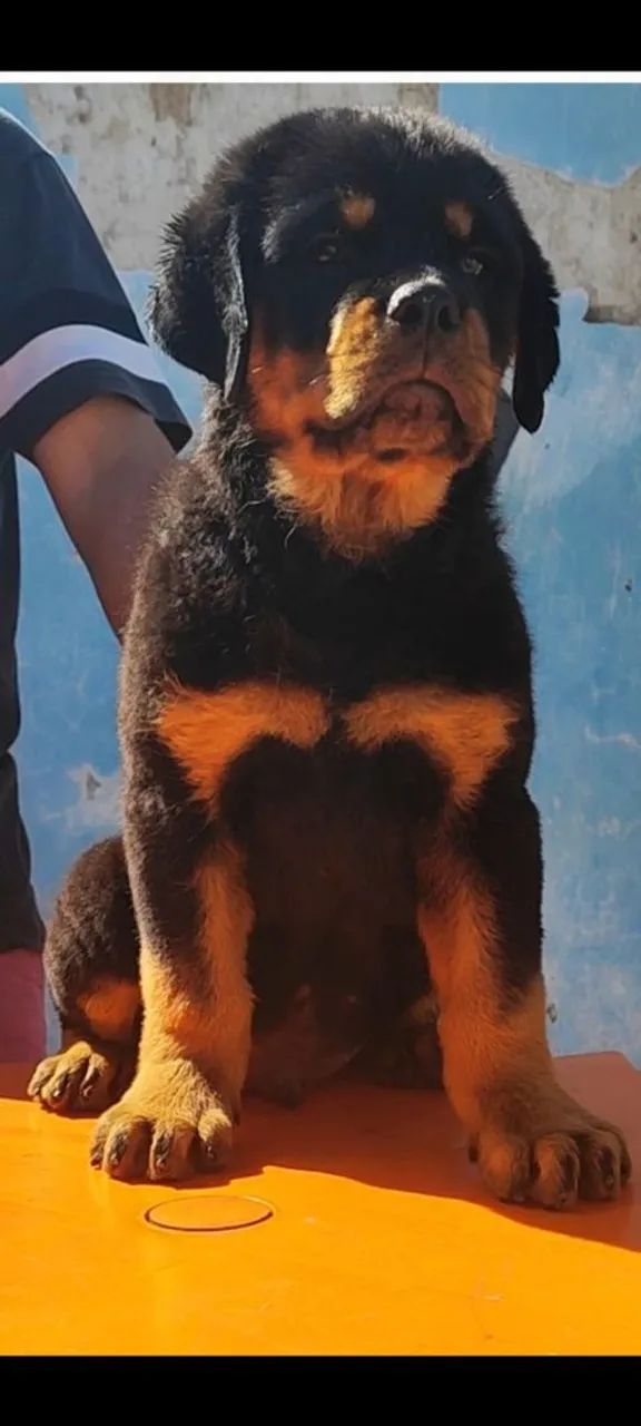 Filhotes de Rottweiler com Pedigree 