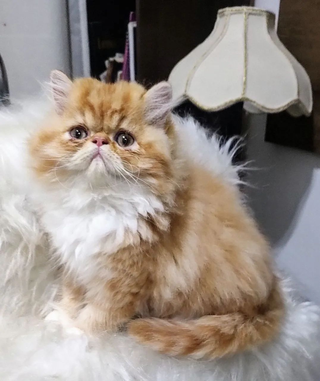 Gatinho persa Lindo I - Foto 4