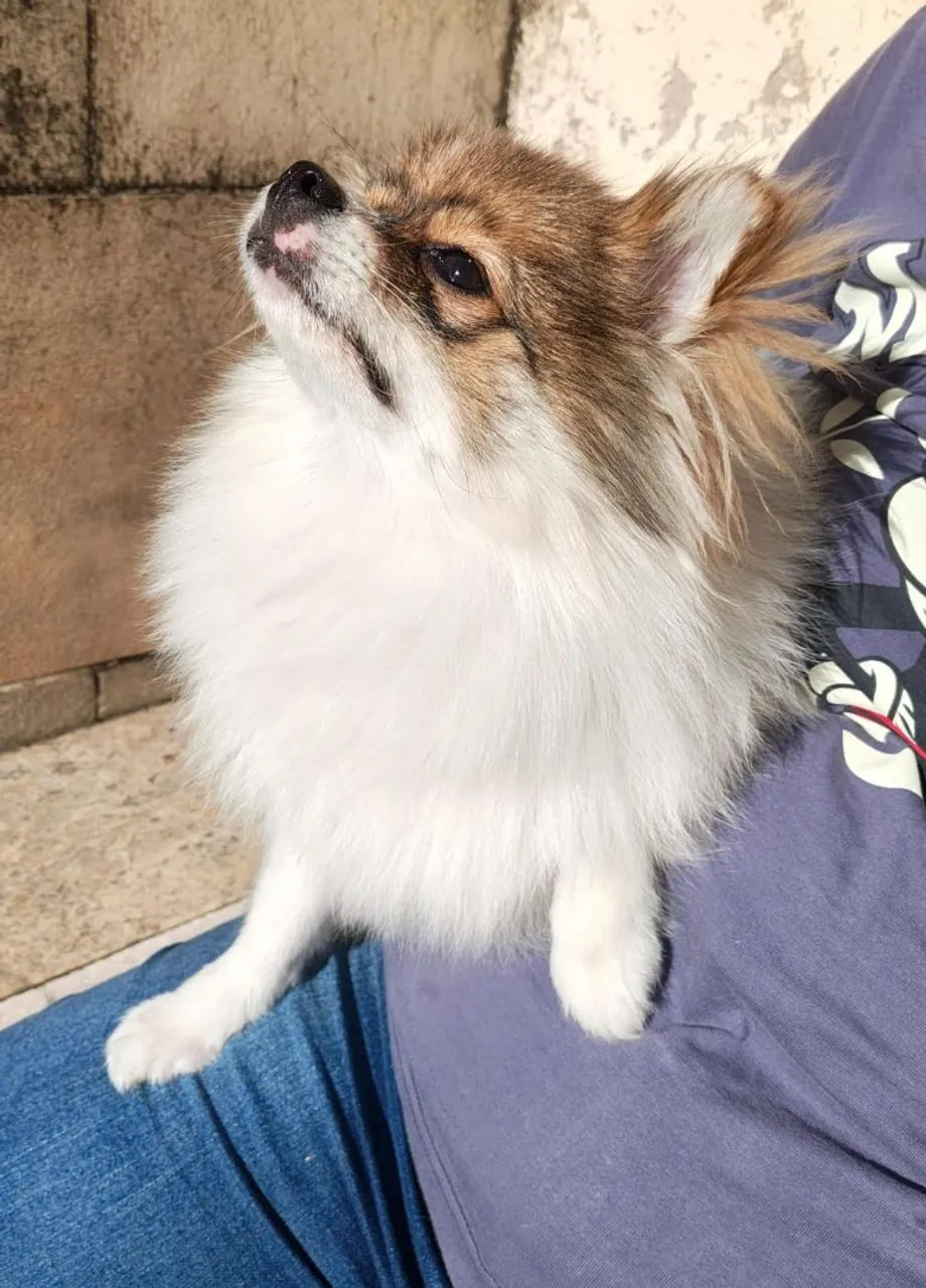 Fêmea Spitz ( Lulu da Pomerânia)