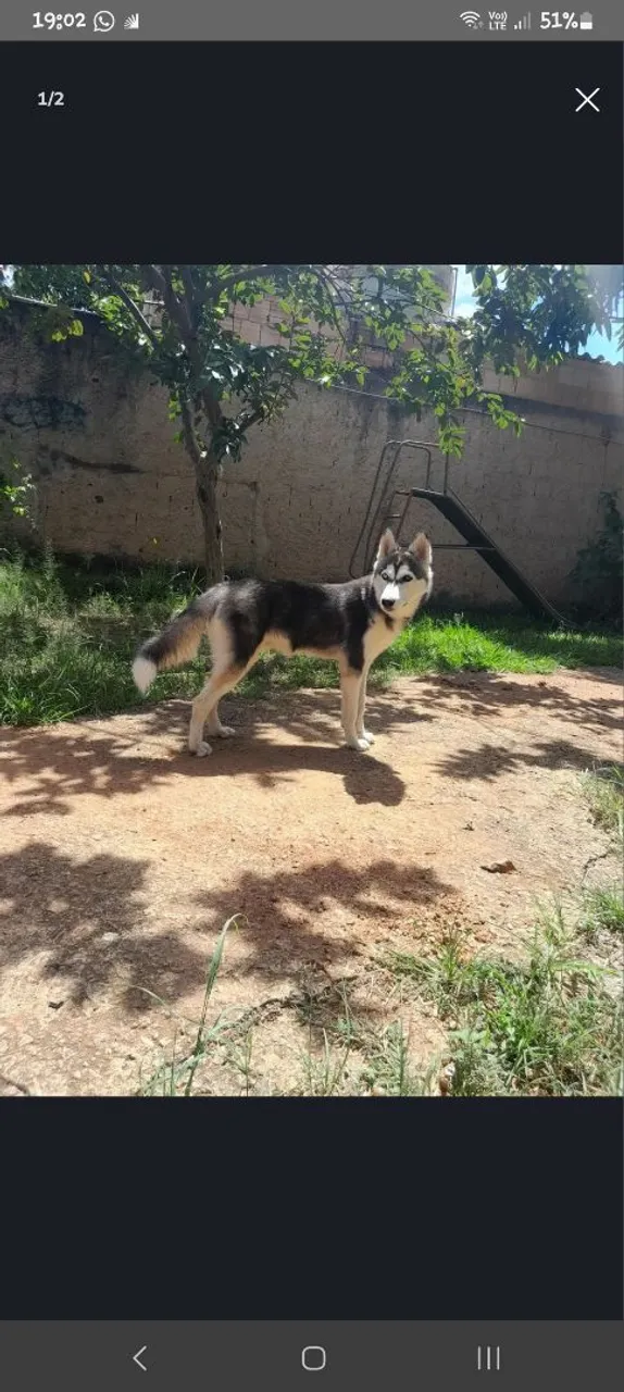 Lindo Husky Siberiano para adoção