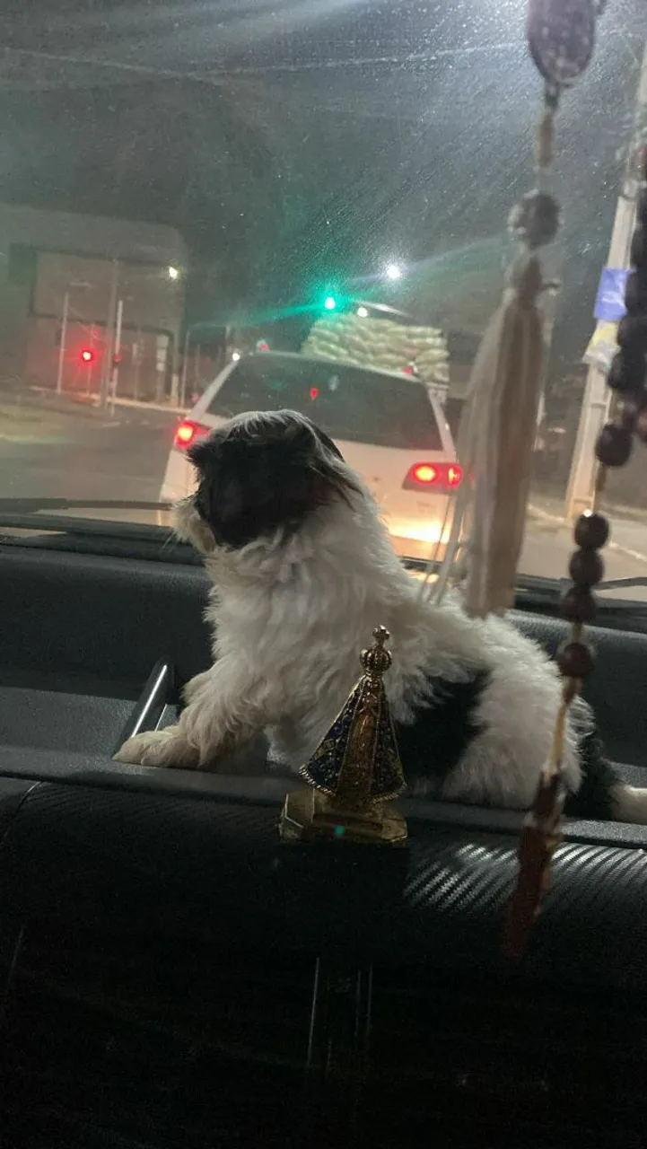 Filhote Shih Tzu 