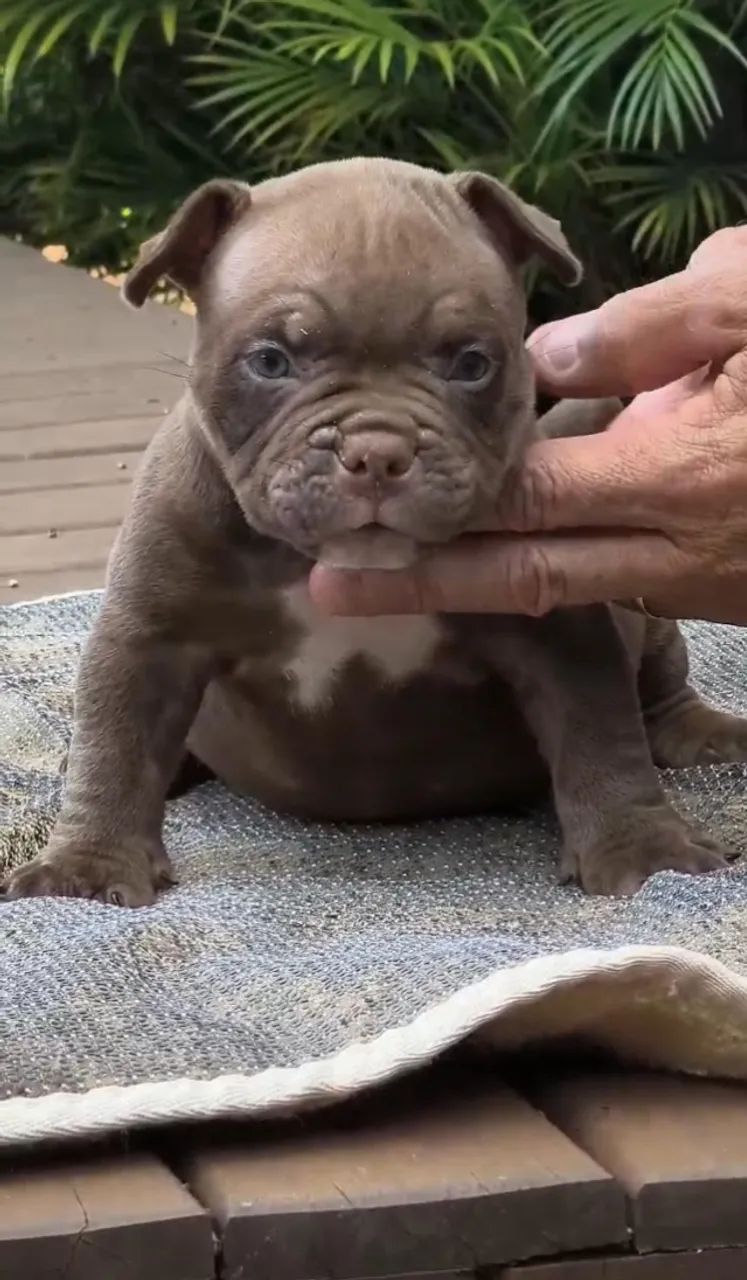 Linhagem American Bully micro à Disposição - Fale pelo WhatsApp