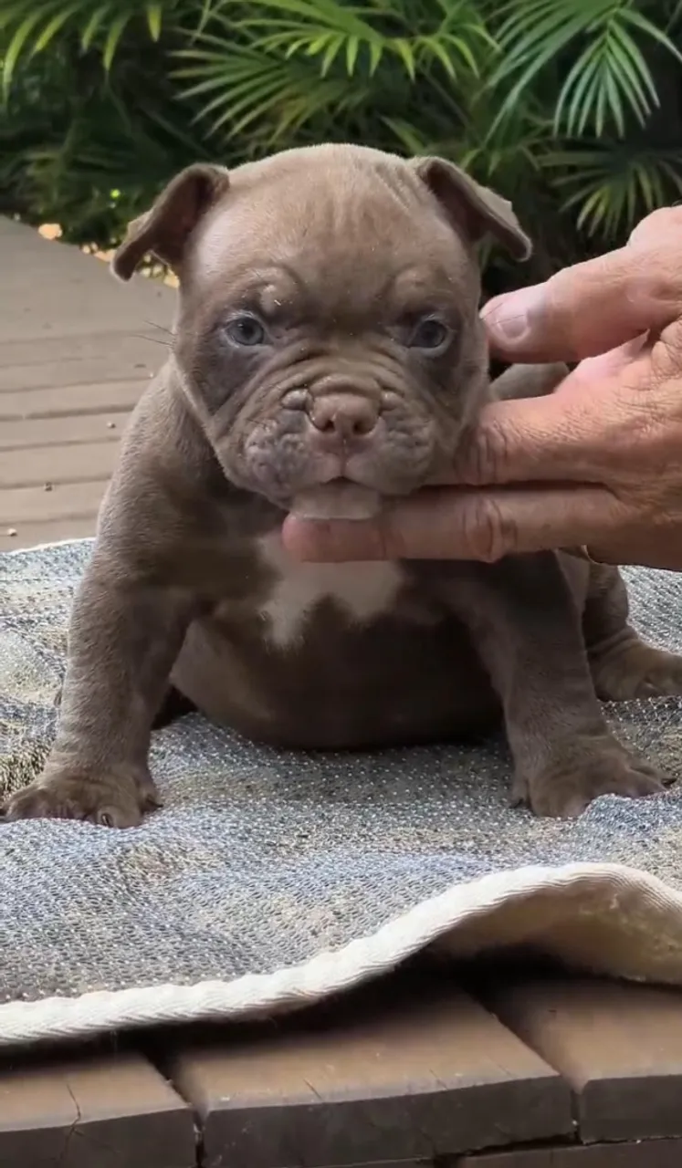 Linhagem American Bully micro à Disposição - Fale pelo WhatsApp