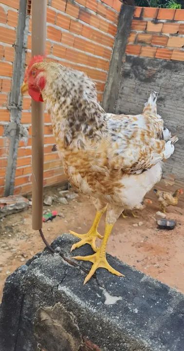 Galo / Frango Caipira - Foto 4