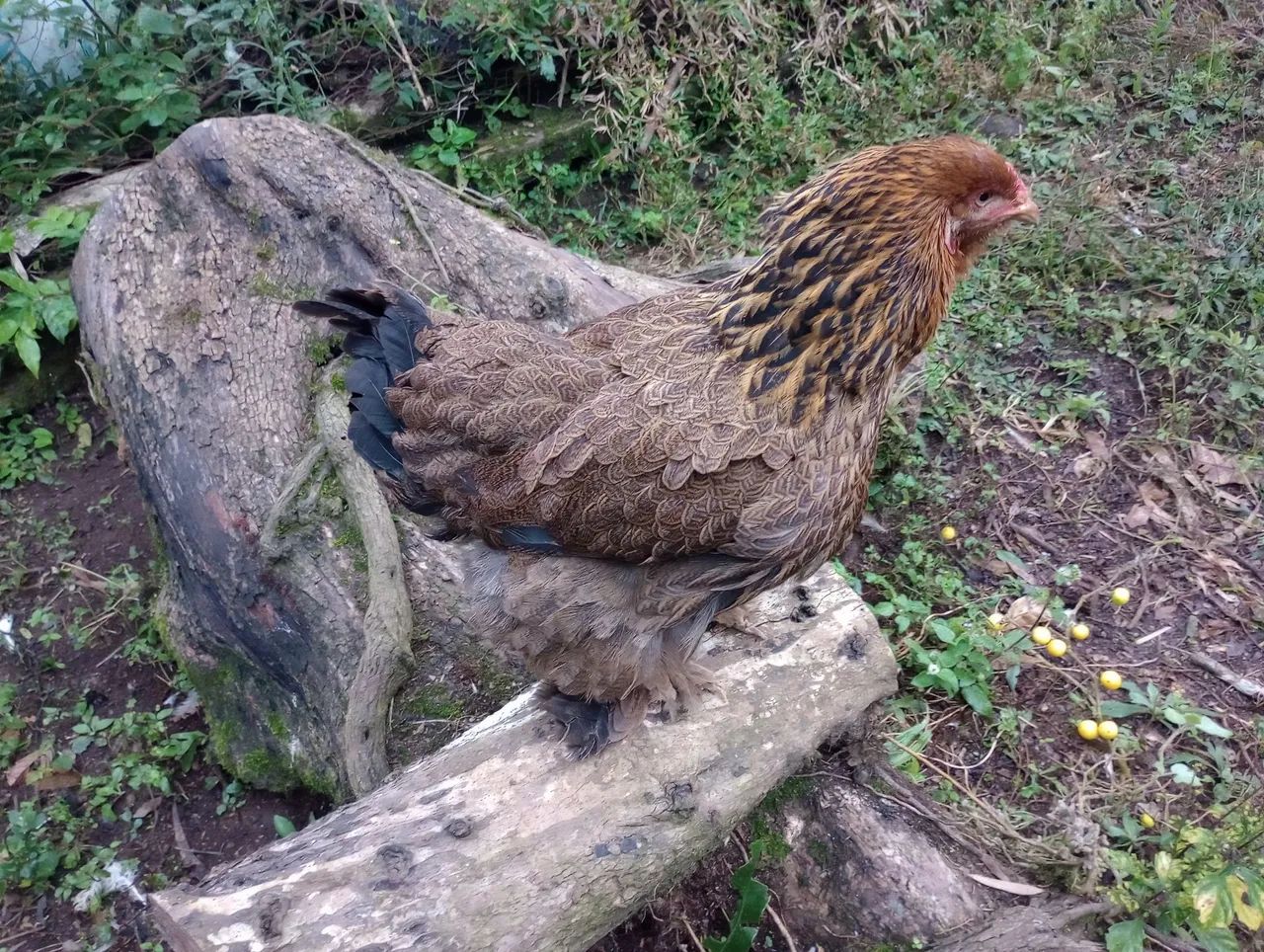 Galinhas Brahma perdiz e dark..