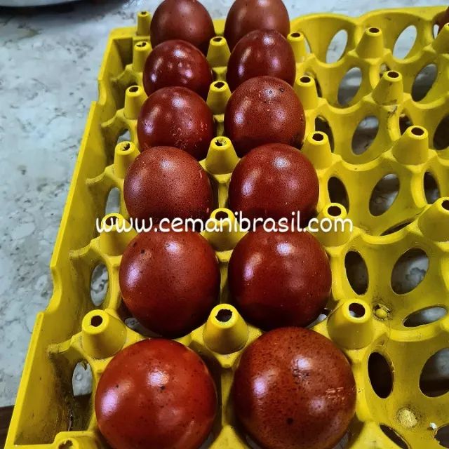 Marans Black Copper Ovos Férteis - valor da Duzia de ovos - Foto 3