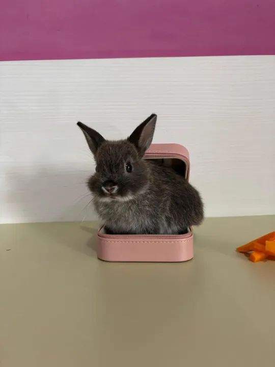 Filhote de mini coelho Netherland