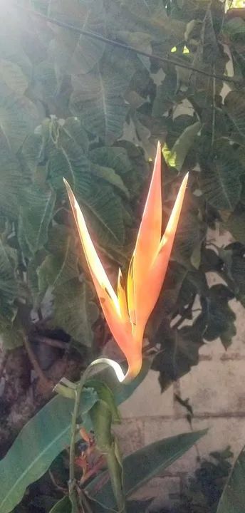 Granja no Monte Castelo - Foto 8