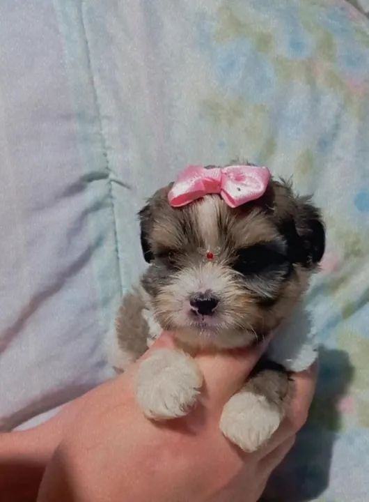 Shih Tzu Fêmea  disponível  - Foto 2