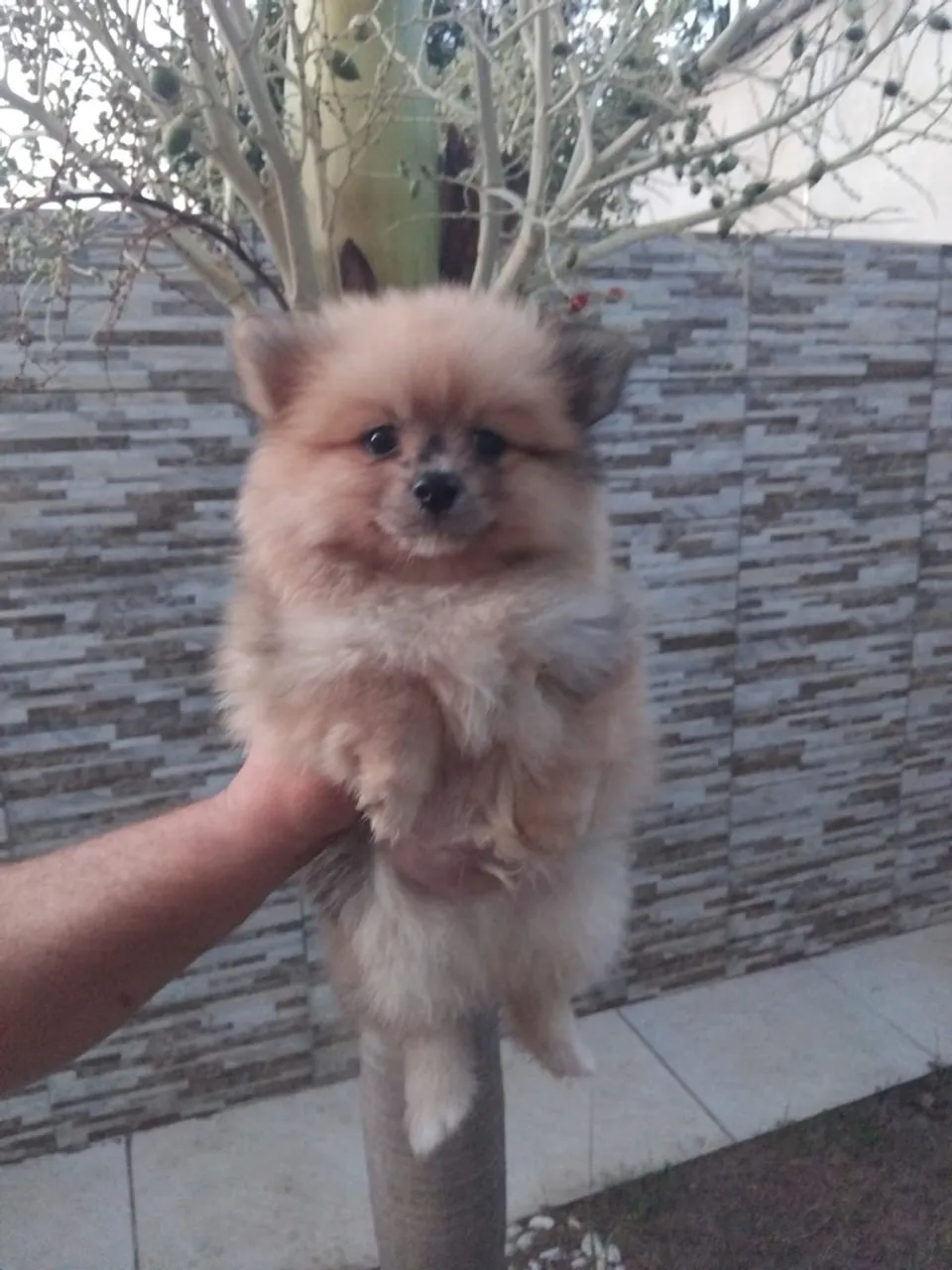 Filhote de Pomerânia - Fofo e Charmoso!