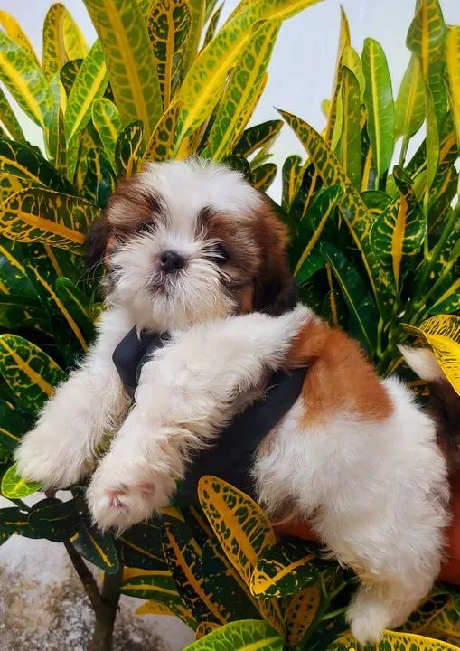 PROMOÇÃO DE FILHOTES DE SHIH-TZU  - Foto 5