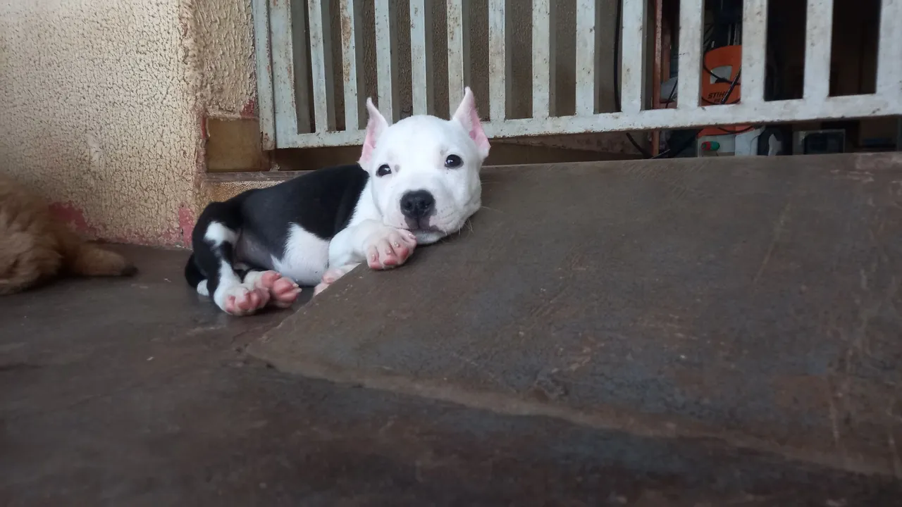 Americam bully femea